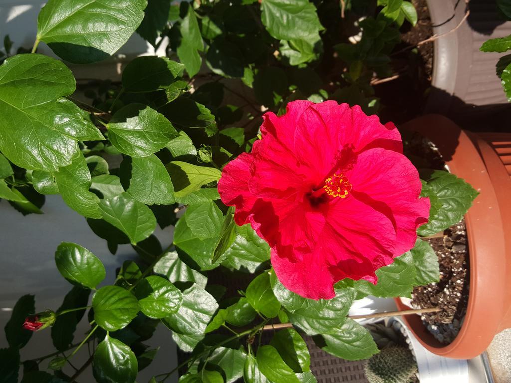 Hibiscus Guest House بودفا المظهر الخارجي الصورة