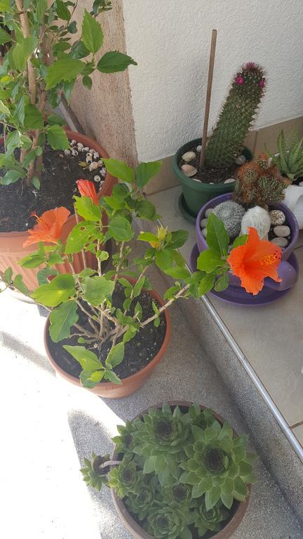 Hibiscus Guest House بودفا المظهر الخارجي الصورة