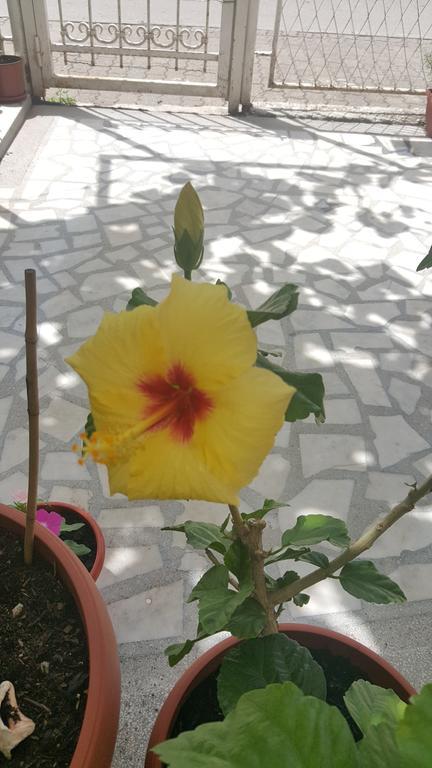 Hibiscus Guest House بودفا المظهر الخارجي الصورة